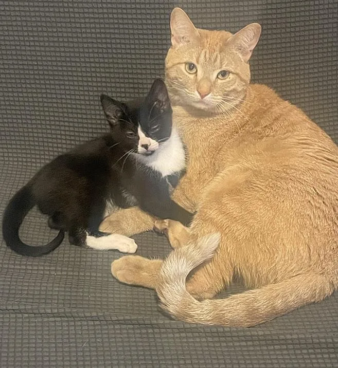 Tiger And Taffy thumbnail 4