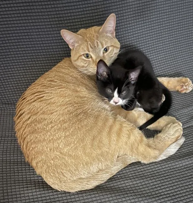 Tiger And Taffy thumbnail 6