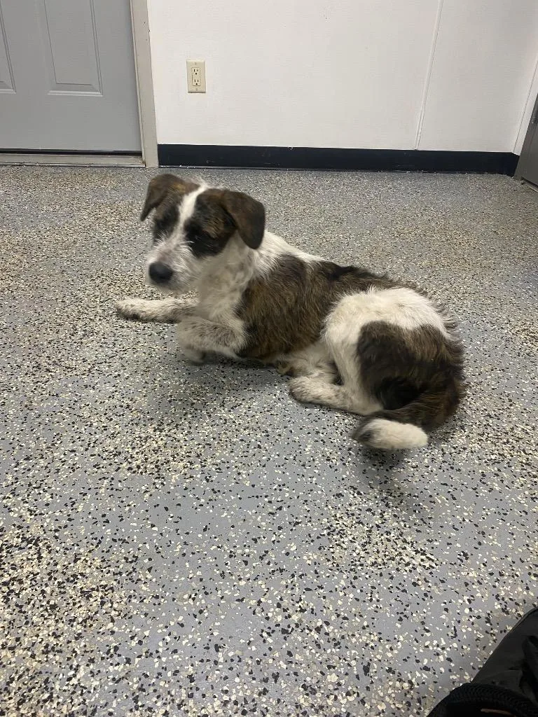 A young medium-sized male Schnauzer dog named Beyeingeo for adoption in Seven Points, TX