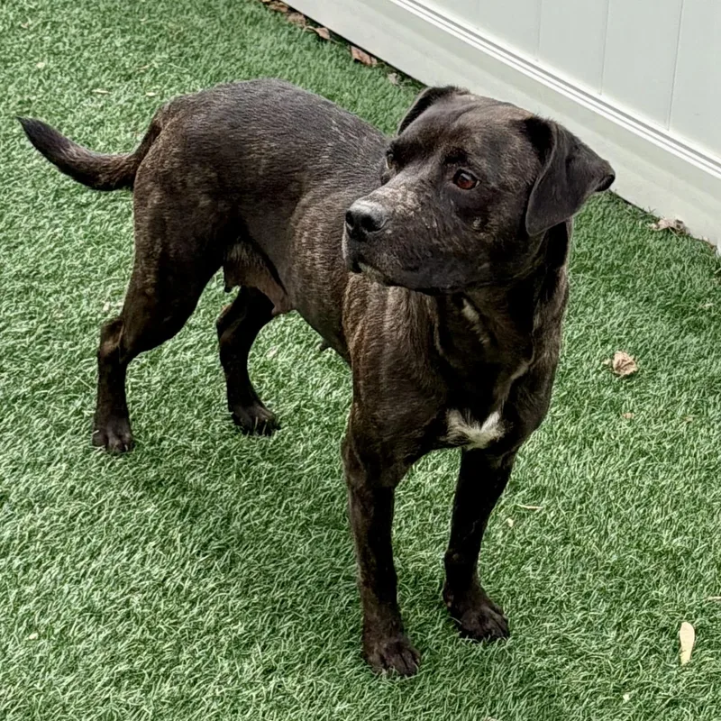 An adult medium-sized female Brindle Plott Hound dog named Ruby for adoption in Libertyville, IL