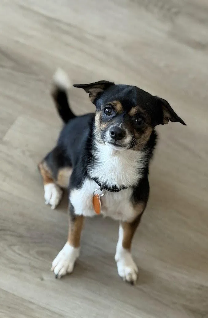 A young small-sized female Chihuahua dog named Lizzie for adoption in Arlington, VA