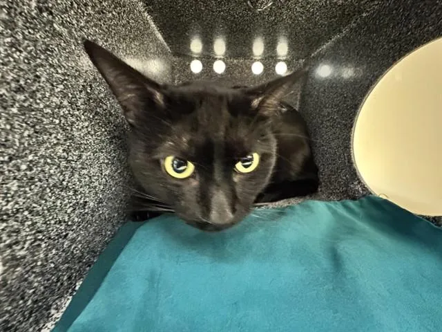 A young medium-sized male Domestic Short Hair cat named Ridoc for adoption in Colorado Springs, CO