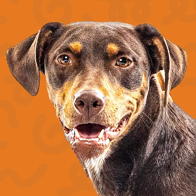 A young medium-sized female Brown / Chocolate Doberman Pinscher dog named Riley for adoption in Reno, NV