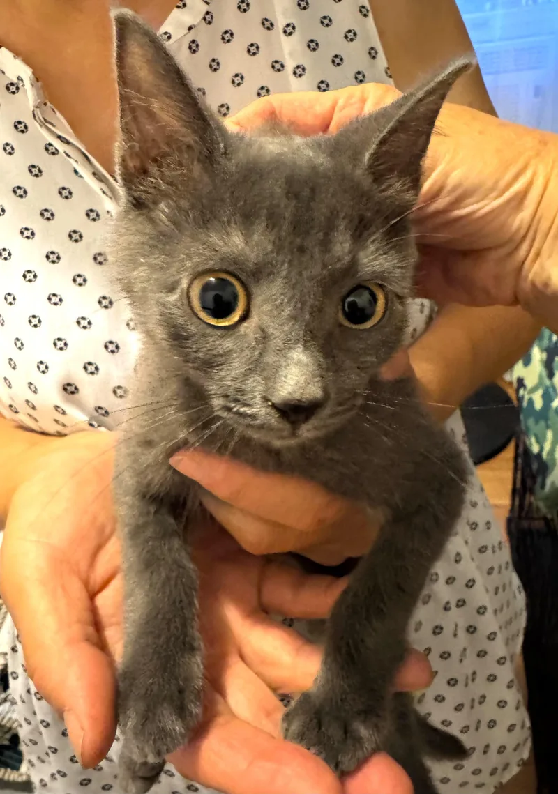 A baby small-sized female Gray / Blue / Silver Domestic Short Hair cat named Misty for adoption in New York, NY