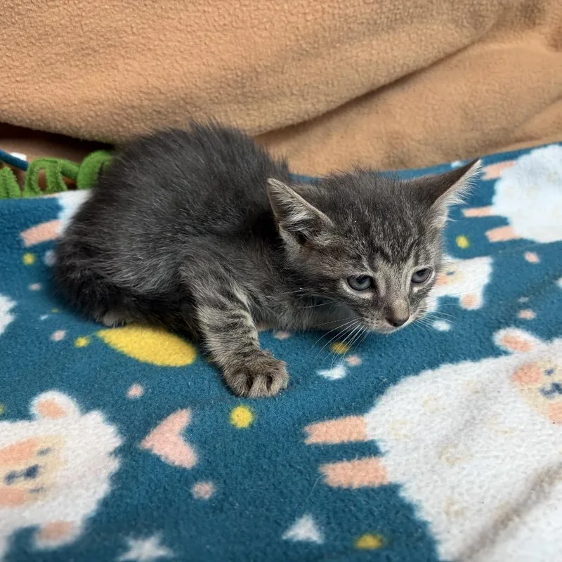 A baby small-sized male Gray / Blue / Silver Domestic Short Hair cat named Grayson for adoption in San Antonio, TX