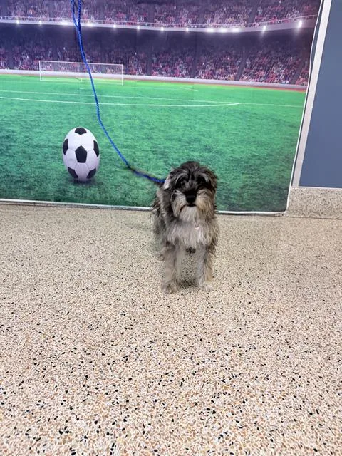 A young small-sized female Schnauzer dog named Rini for adoption in Miami, FL