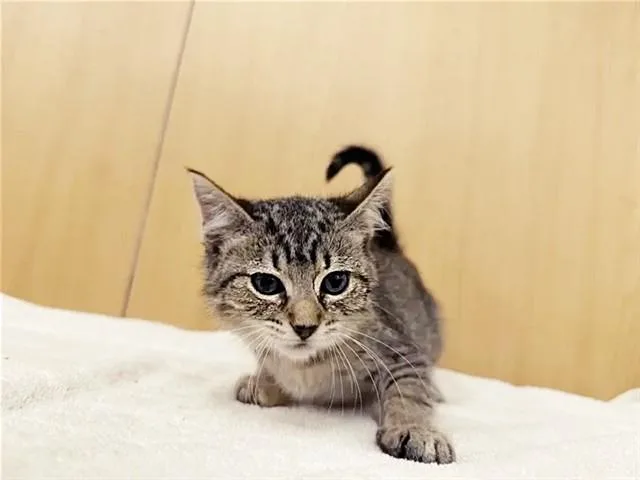 A baby small-sized female Domestic Short Hair cat named Maisy for adoption in Saint Louis, MO