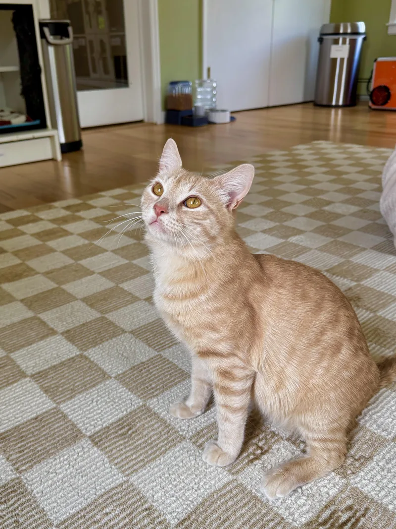 Alfredo