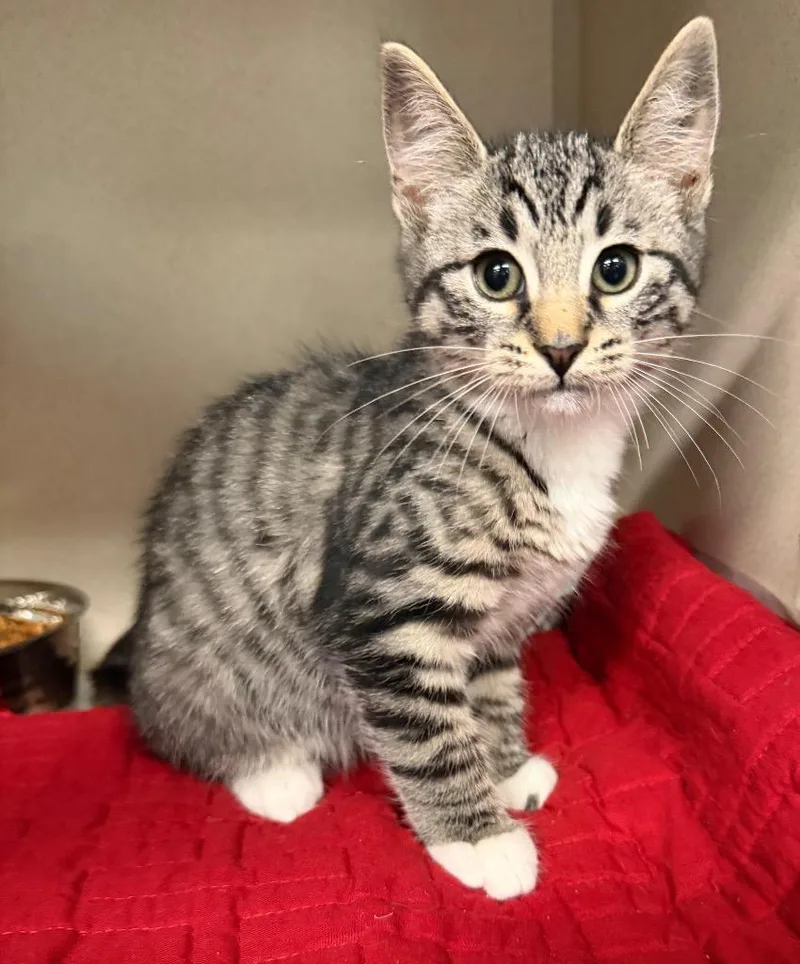 A baby medium-sized male Domestic Short Hair cat named Wynn for adoption in Pottsville, PA