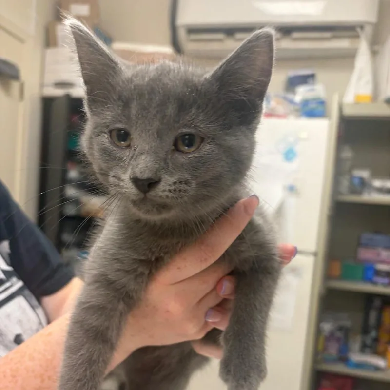 A baby small-sized female Gray / Blue / Silver Domestic Short Hair cat named F for adoption in Pekin, IL