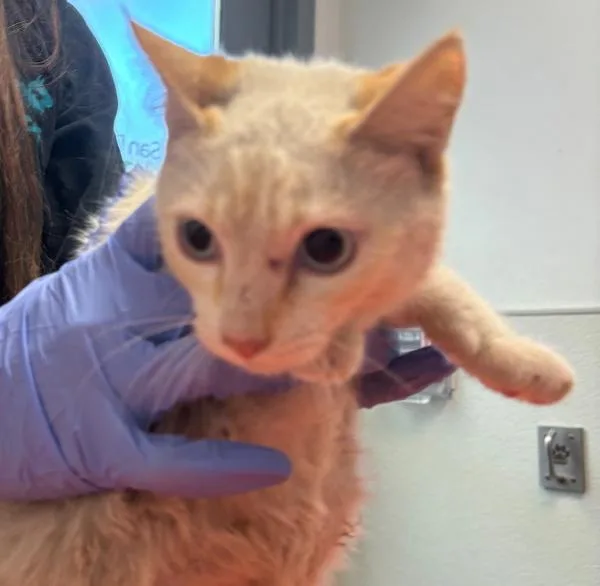 A baby small-sized female Domestic Short Hair cat named Jenna Warren for adoption in San Diego, CA