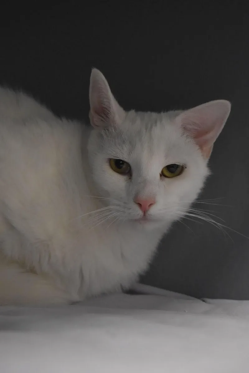A young medium-sized male White Domestic Short Hair cat named Zeke & Ash: Bonded for adoption in Greenville, DE