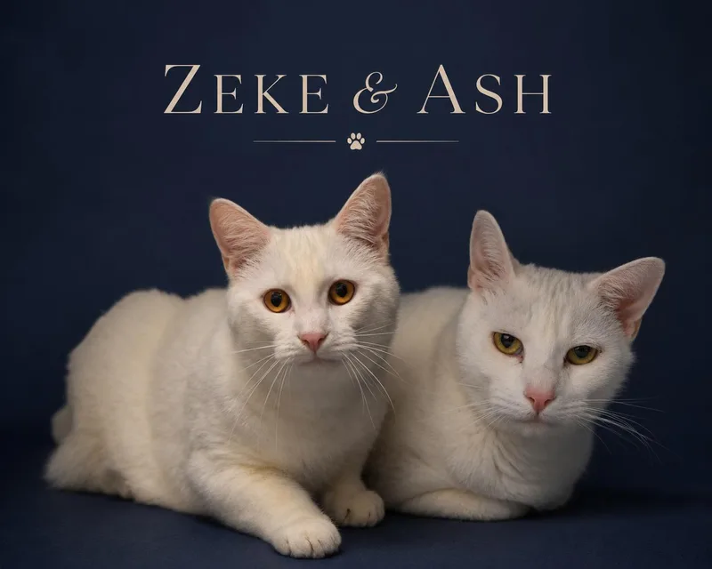 Zeke & Ash: Bonded thumbnail 2