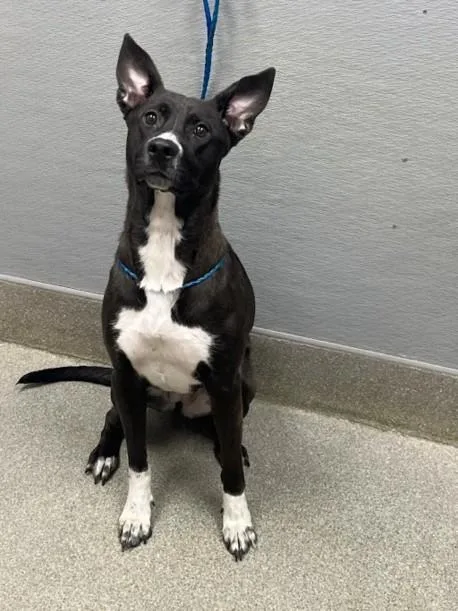 A young large-sized female Pit Bull Terrier dog named Fancy Pants for adoption in Las Vegas, NV