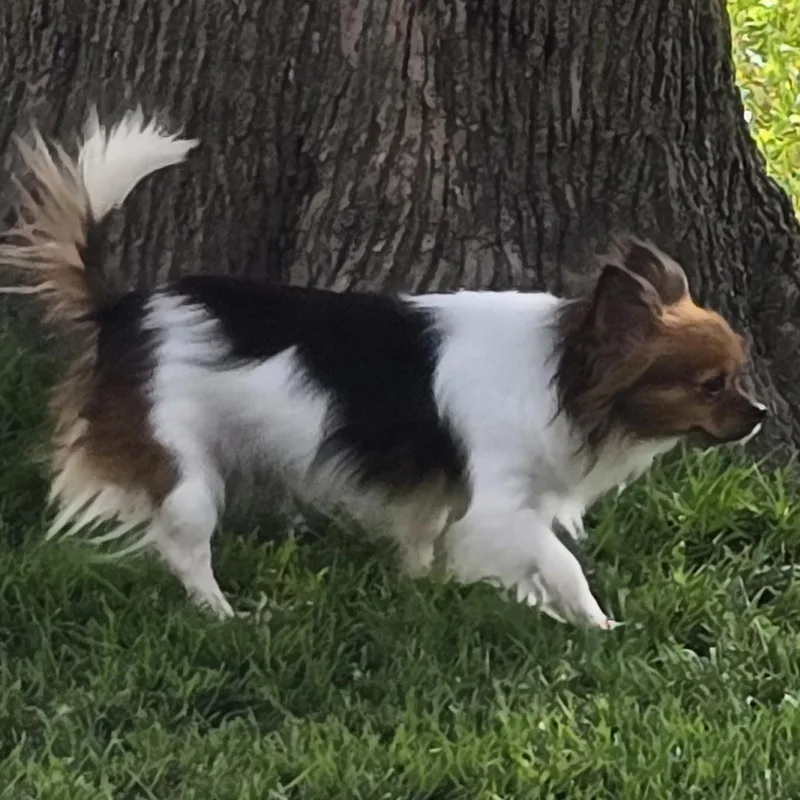 Mia