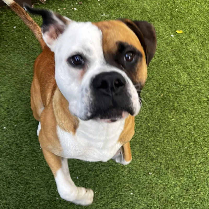 A young medium-sized male Yellow / Tan / Blond / Fawn Mixed Breed dog named Captain Rocket for adoption in LOXAHATCHEE, FL