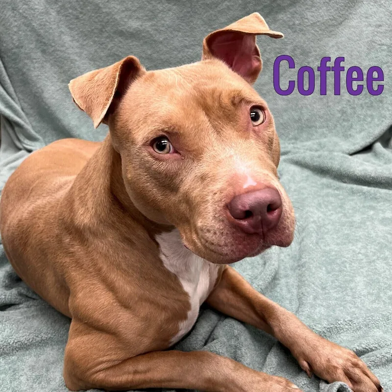 A young medium-sized female Apricot / Beige Mixed Breed dog named Coffee for adoption in Pleasantville, NJ