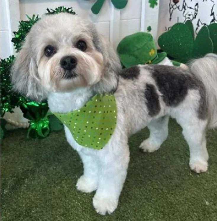 A young small-sized male Bicolor Havanese dog named Bodee for adoption in Broken Arrow, OK