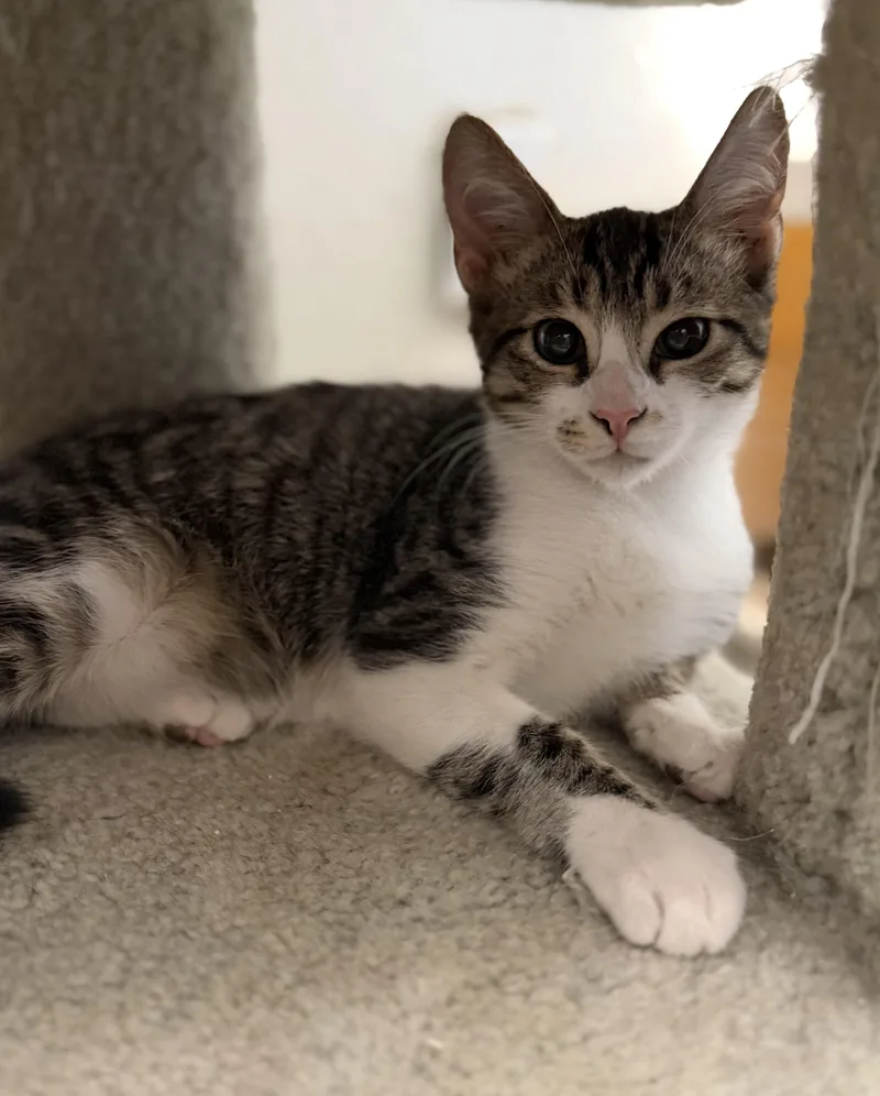 A baby medium-sized male White Domestic Short Hair cat named John wayne for adoption in Sonora, CA