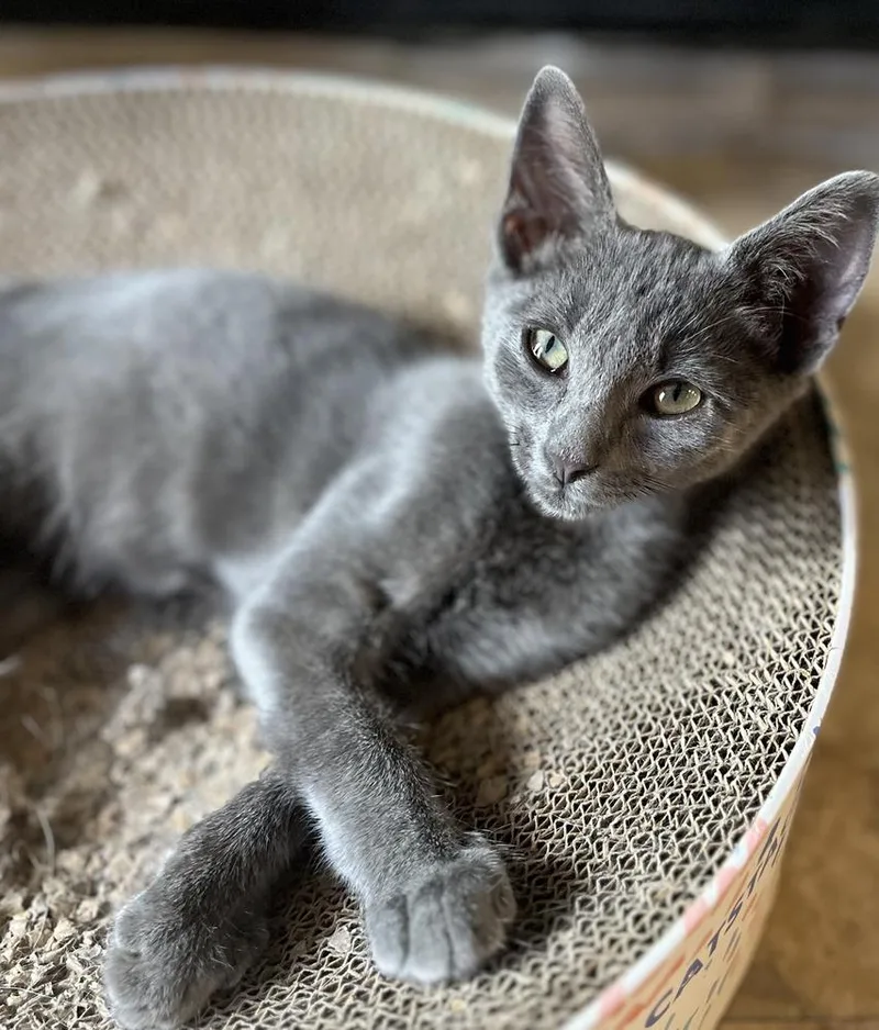 A baby small-sized male Russian Blue cat named Ricochet for adoption in Dallas, TX