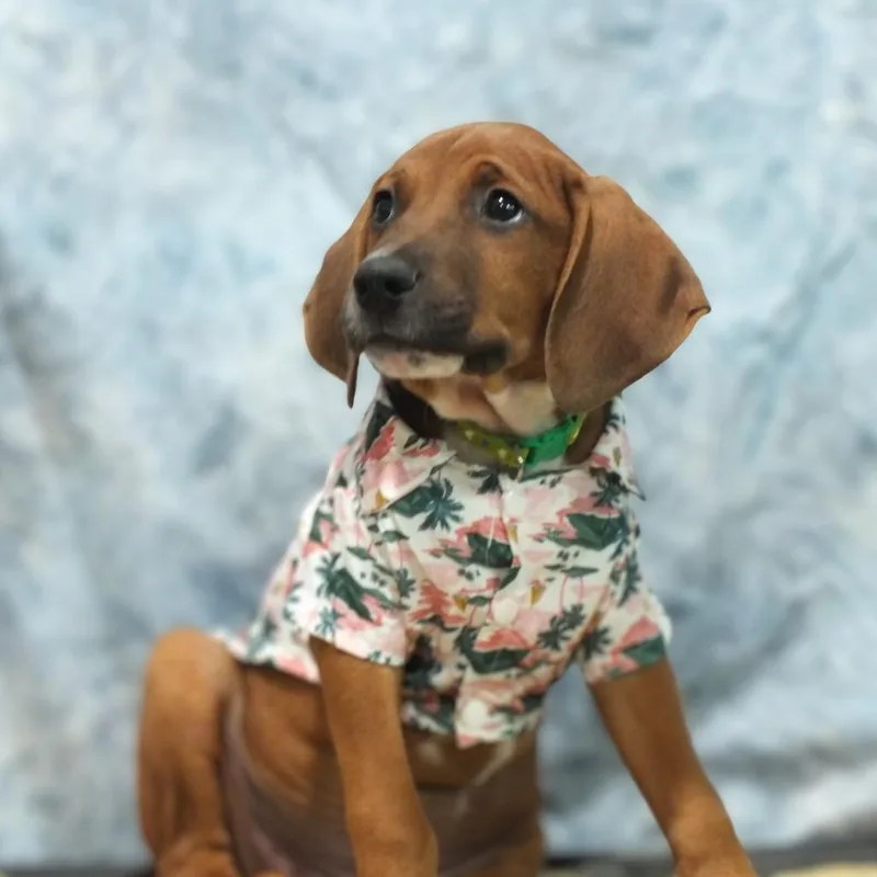 A baby medium-sized male Red / Chestnut / Orange Hound dog named Tanner for adoption in Alexandria, VA