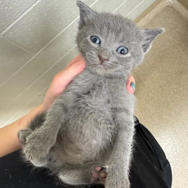 A baby small-sized male Gray / Blue / Silver Domestic Short Hair cat named Forrest for adoption in South Elgin, IL