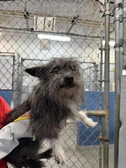 An adult small-sized male Cairn Terrier dog named Boo Boo for adoption in Brunswick, GA