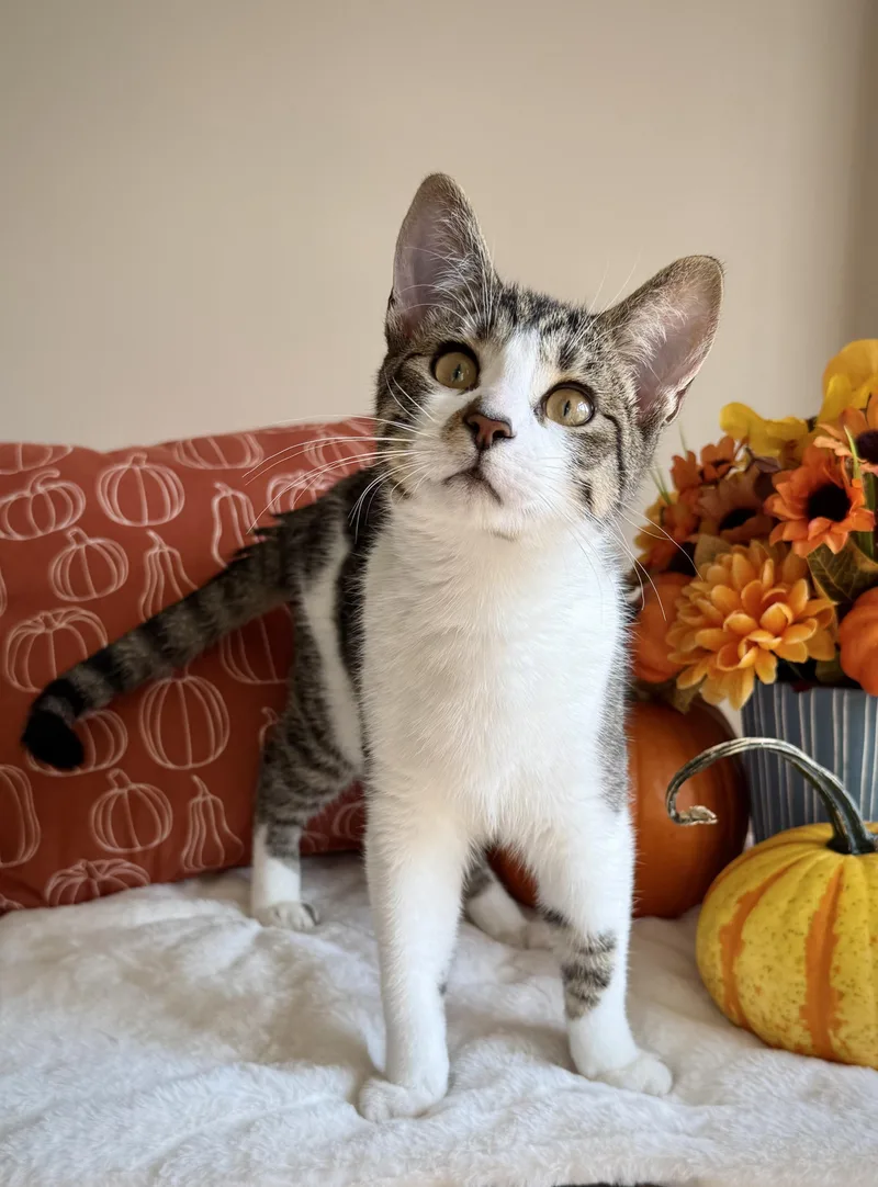 A young medium-sized male Domestic Short Hair cat named Canary for adoption in Manchester, MD