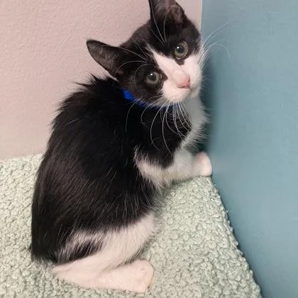 A baby small-sized female Domestic Short Hair cat named Scary Spice for adoption in Janesville, WI