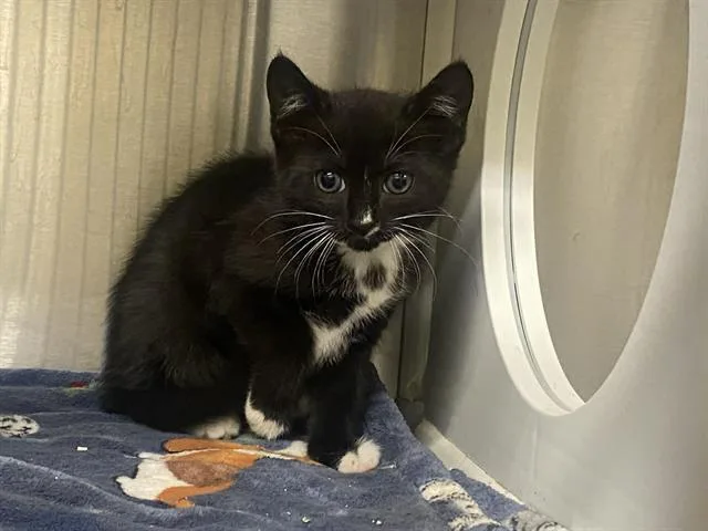 A baby small-sized female Domestic Short Hair cat named Kali Cat for adoption in Tustin, CA
