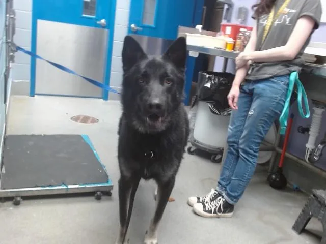 A young medium-sized male German Shepherd Dog dog named Moses for adoption in Albuquerque, NM