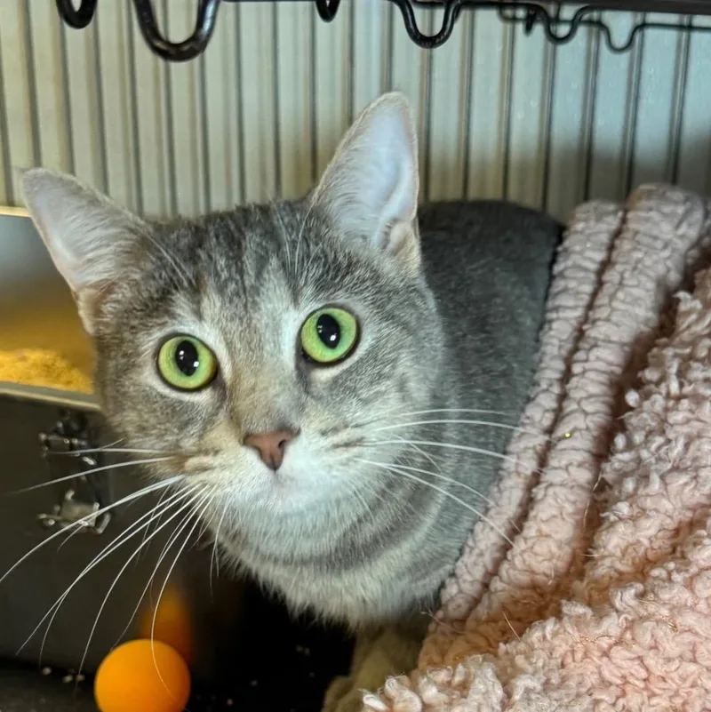 An adult medium-sized female Domestic Short Hair cat named Naomi for adoption in Saginaw, MI