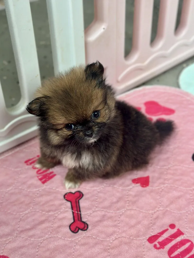 A baby small-sized female Pekingese dog named Peyton Apr for adoption in Pacolet, SC