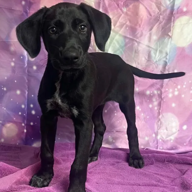 A baby small-sized female Black Retriever dog named Slug for adoption in Fort Collins, CO
