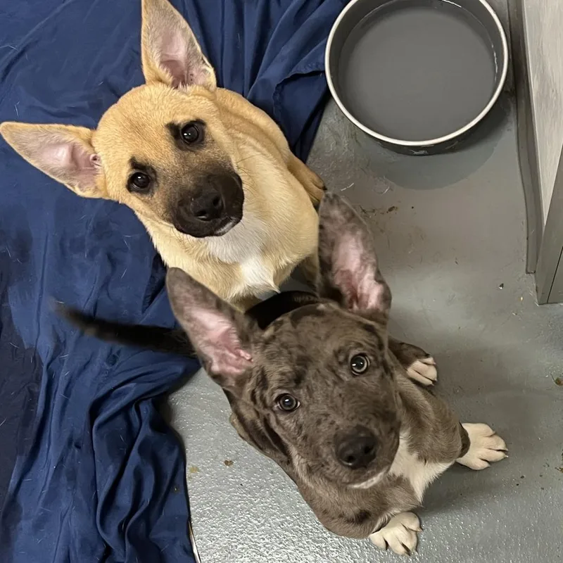 A young small-sized female Yellow / Tan / Blond / Fawn Shepherd dog named Taika for adoption in Austin, TX