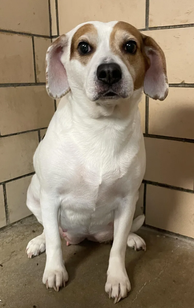 An adult medium-sized female Beagle dog named Winona HOLD for adoption in Canton, OH