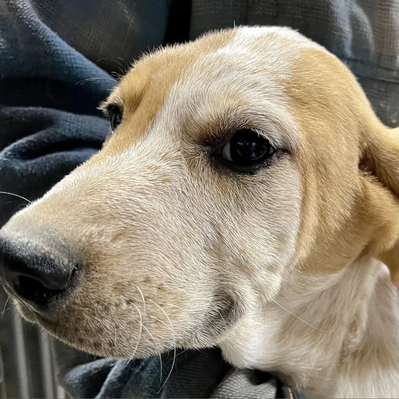 Donnelly thumbnail 2