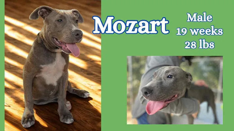 The Blue Winona Litter thumbnail 5