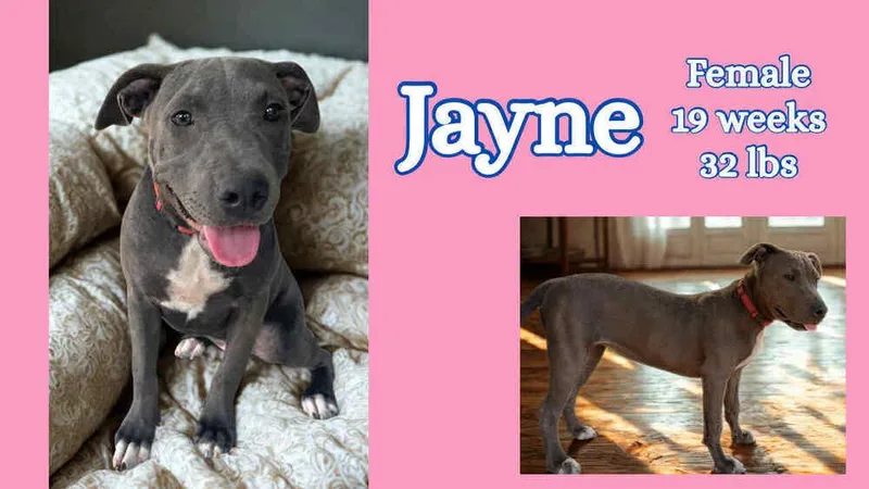 The Blue Winona Litter thumbnail 6