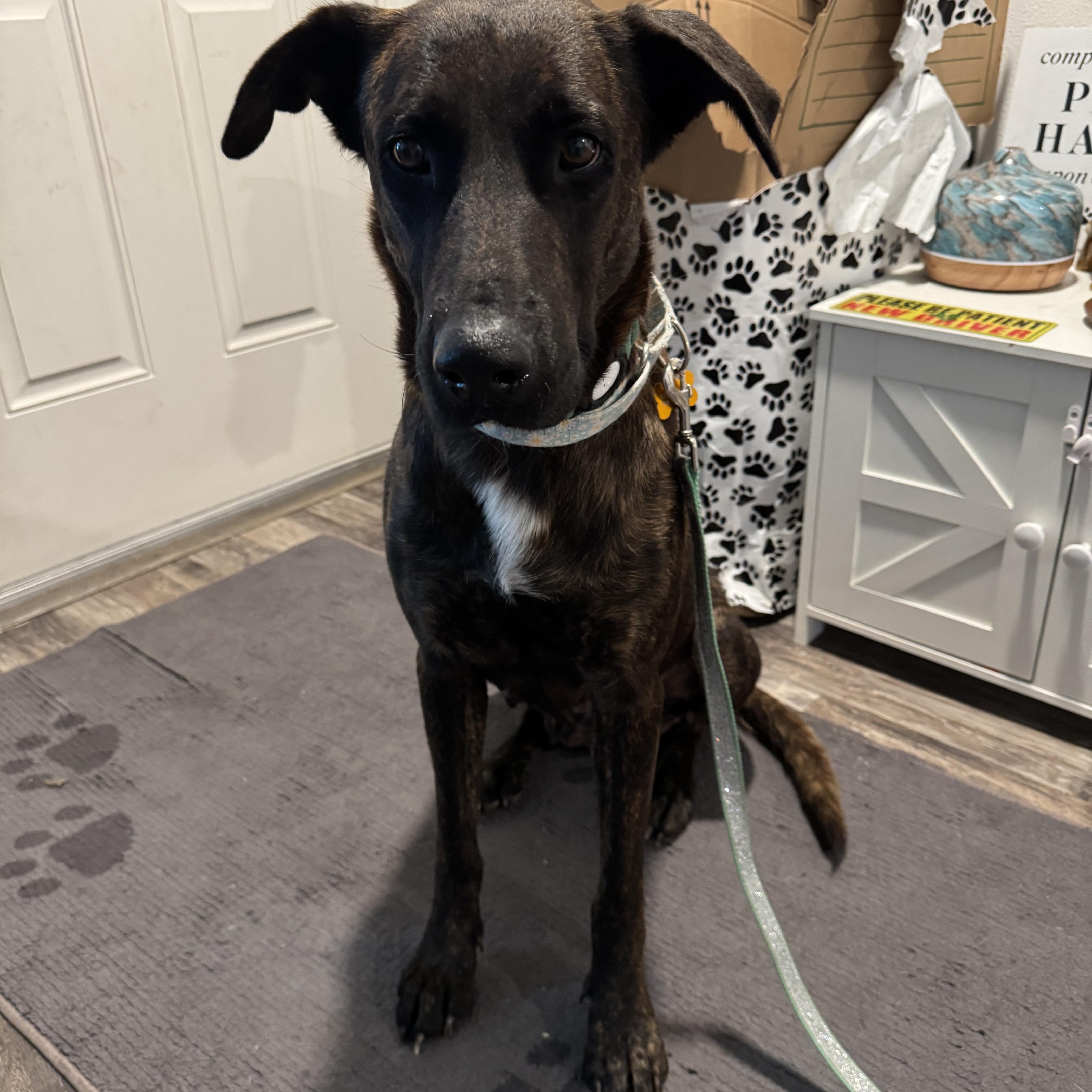 A young large-sized female Brindle Dutch Shepherd dog named Mia for adoption in Port Saint Lucie, FL