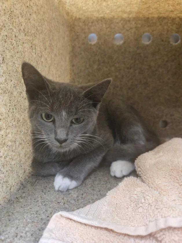A baby small-sized female Domestic Short Hair cat named Cass for adoption in Hagerstown, MD