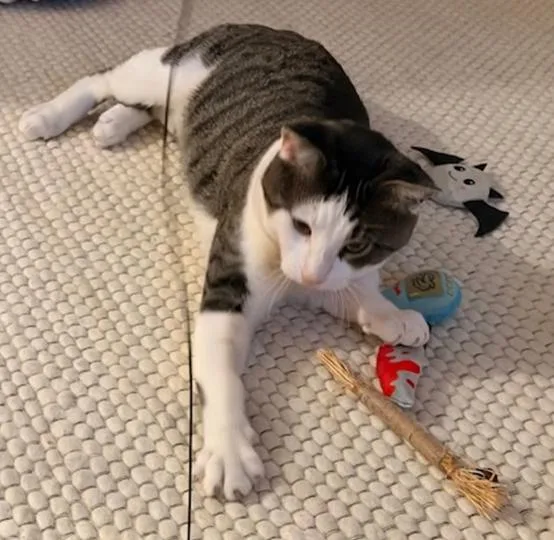 A young large-sized male Tabby cat named Pablo for adoption in Los Angeles, CA