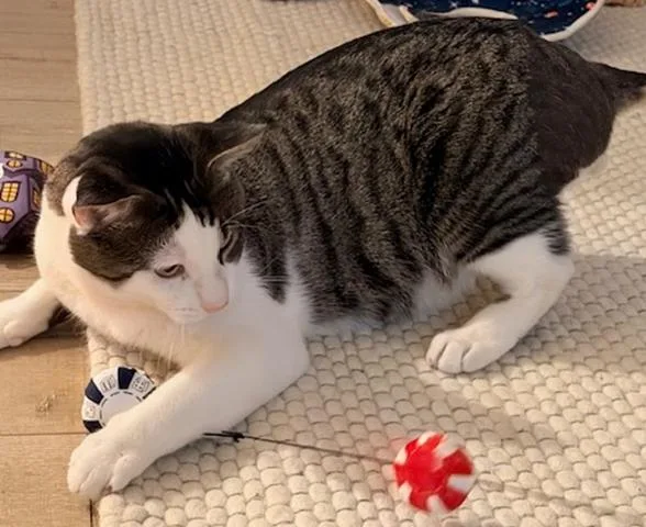Pablo thumbnail 3