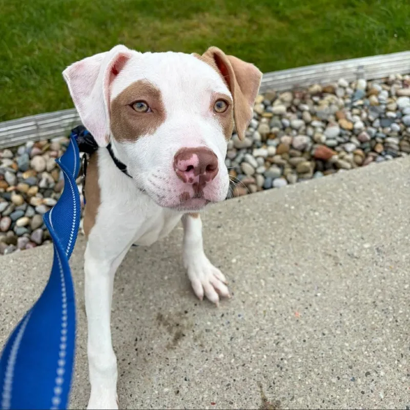 A baby medium-sized female White / Cream Mixed Breed dog named Jolene for adoption in Dearborn, MI