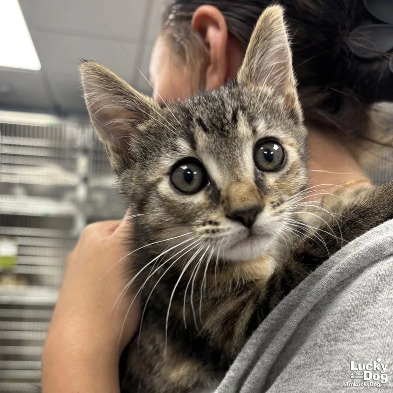 A baby medium-sized female Domestic Short Hair cat named Squirrel for adoption in Washington, DC