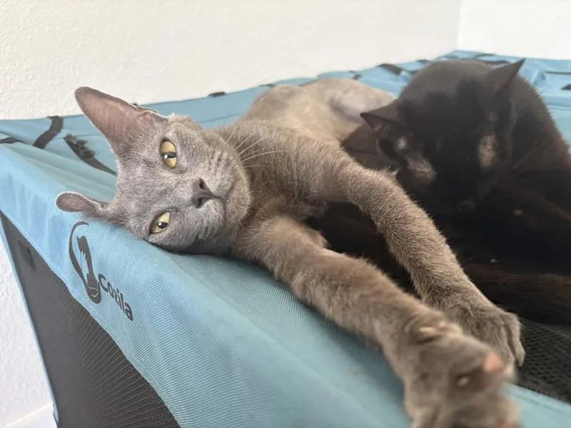 An adult medium-sized female Russian Blue cat named Tiara for adoption in Dallas, TX