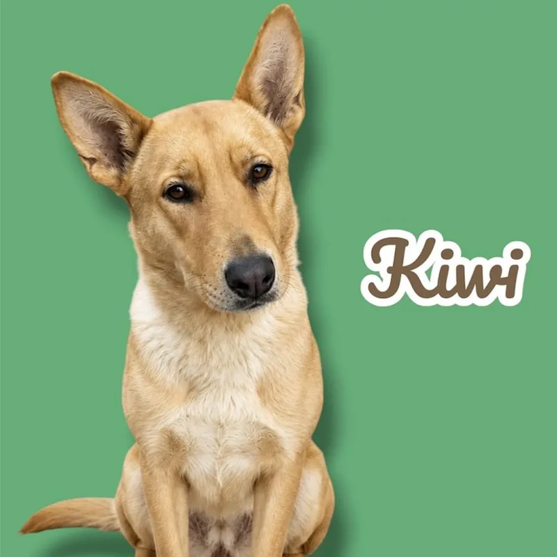 An adult medium-sized female Red / Chestnut / Orange Carolina Dog dog named Kiwi for adoption in Scottsdale, AZ