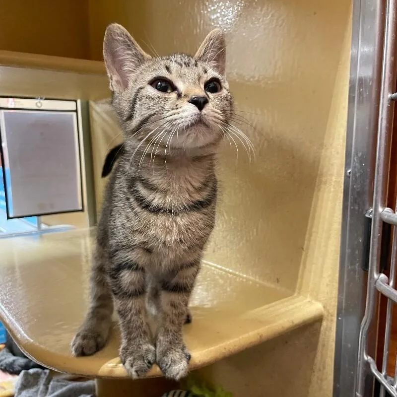 A young medium-sized male Domestic Short Hair cat named Bart for adoption in Roanoke, VA
