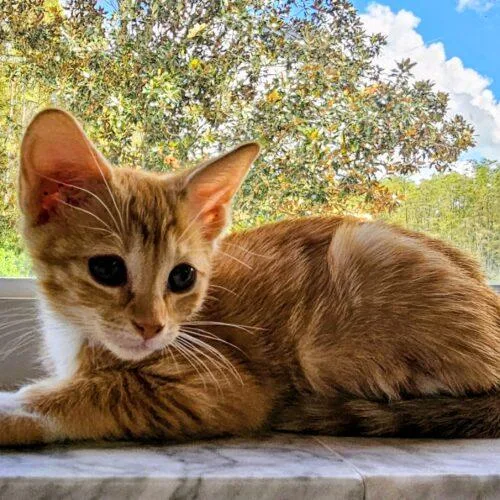 A baby small-sized female Domestic Short Hair cat named Ruthie for adoption in Tampa, FL