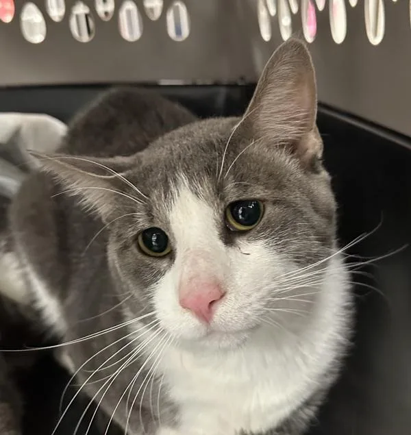An adult medium-sized male Domestic Short Hair cat named Hawthorne for adoption in Troutdale, OR